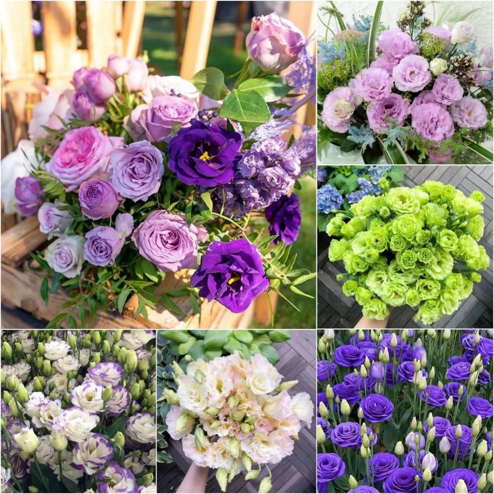 1000+ Double Lisianthus Seeds for Planting – Annual Lisianthus Flower Non-GMO…