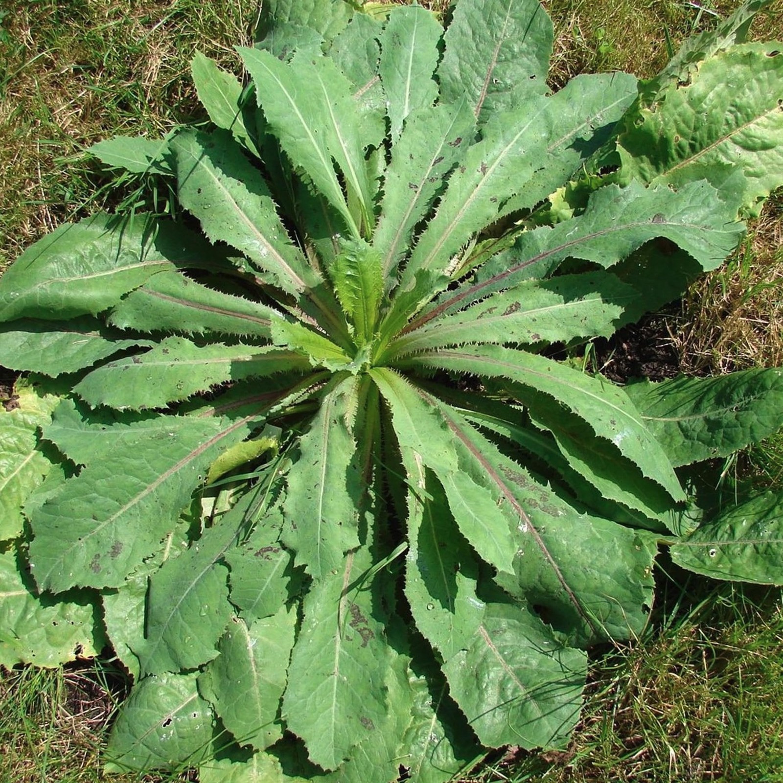 Wild Lettuce Seeds Lactuca virosa 50 Pack for Herbal Remedies