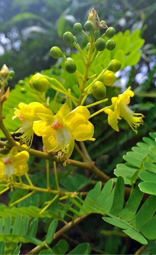 Caesalpinia sappan | Sappanwood | Brazilwood | 5 Seeds
