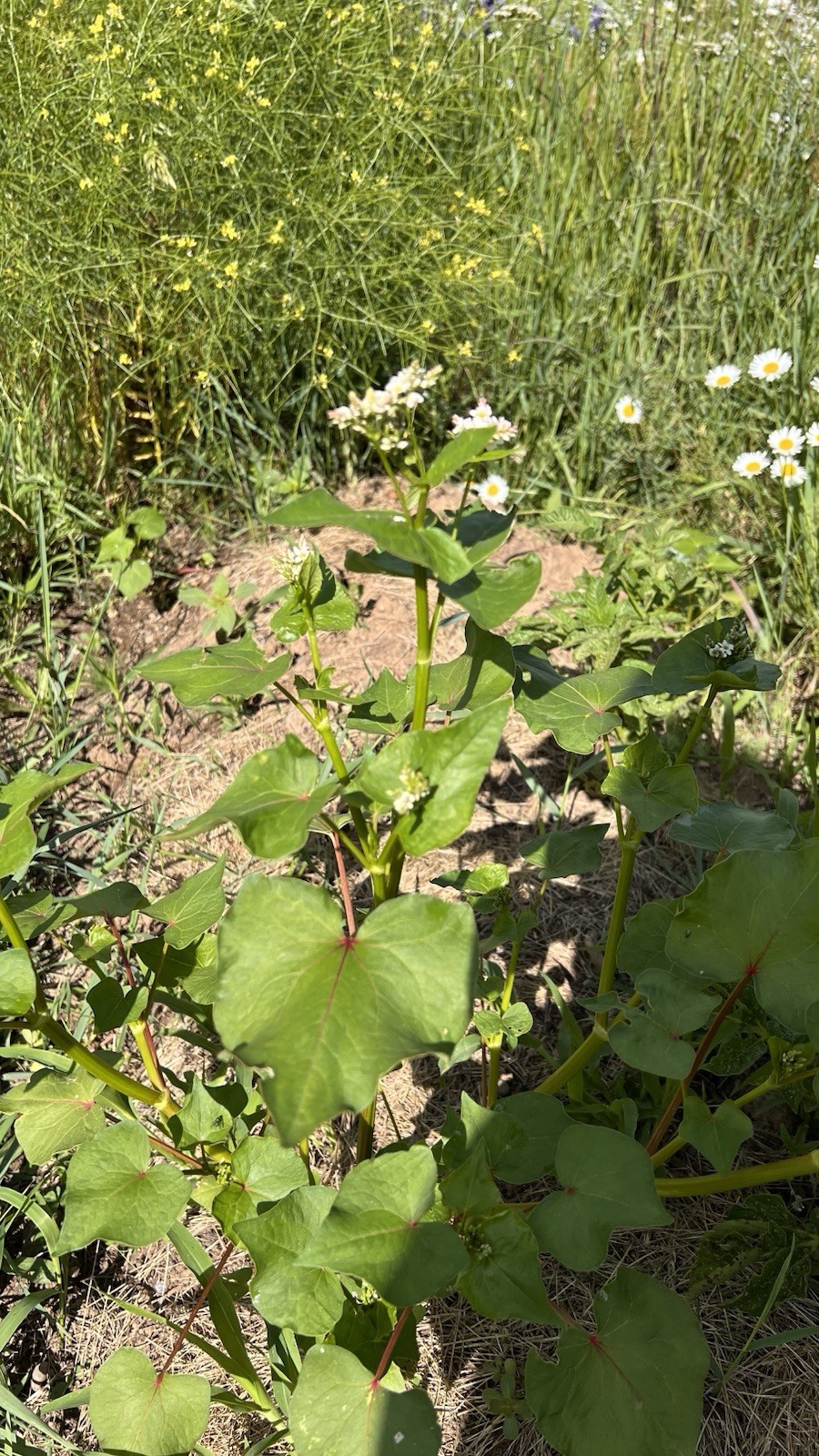 Buckwheat Seeds for planting, Organic Cover Crop Seed Packet 4 gr, 100+ seeds