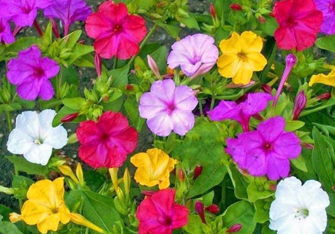 50+ SEEDS Four O’Clock MIRABILIS Jalapa Mix Colors. FREE SHIPPING