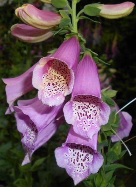 Digitalis purpurea | Purple Foxglove | 50 Seeds