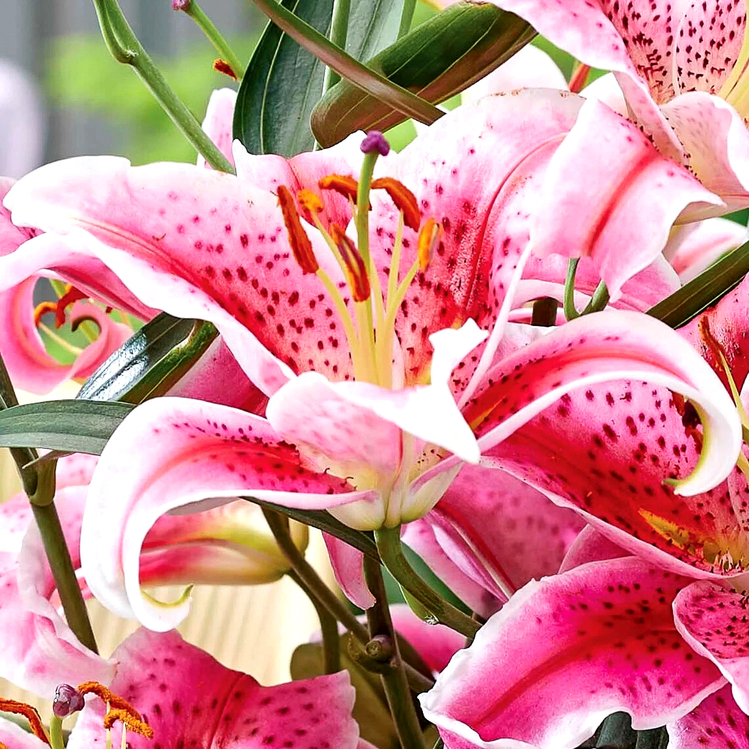 Lily Flower Bulbs 4 Stargazer Pink White Large Exquisite Flowers Spring Plant