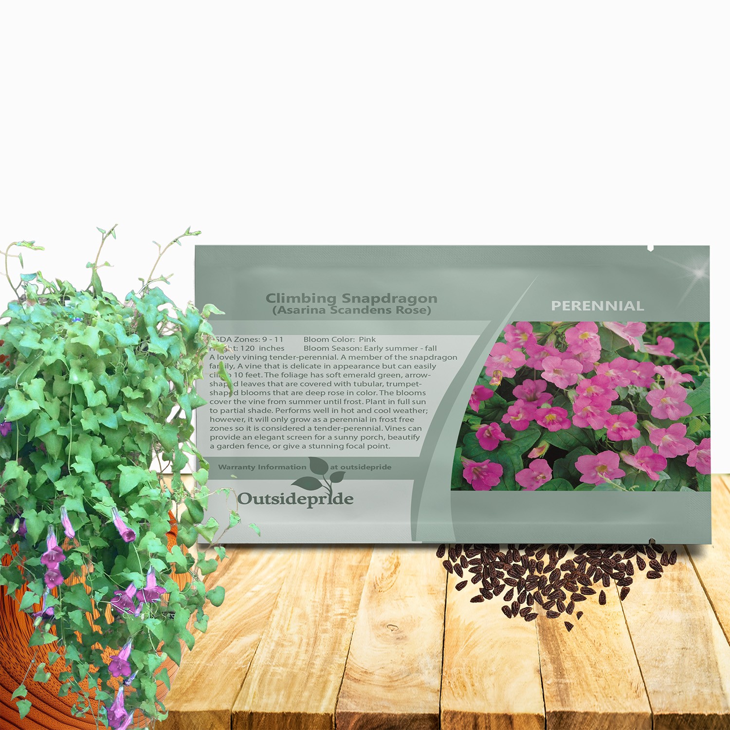 100 Seeds Asarina Seeds – Climbing Snapdragon Flower Seed