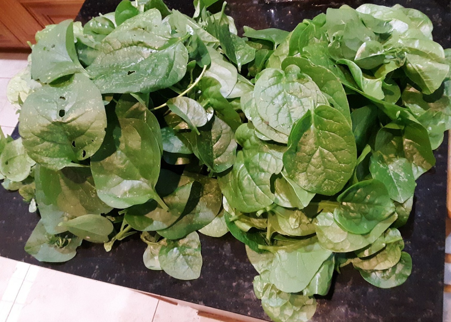 25+Green Malabar Spinach seeds(Asian spinach, MongToi Mu er cai ,Vine Spinach).