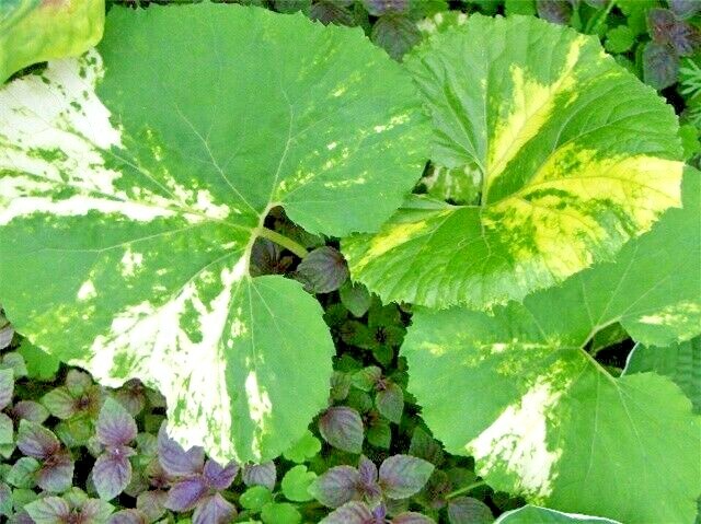 20 VARIEGATED BUTTERBUR SEEDS ( Petasites vulgaris ) – ( 1+ foot wide leaves )