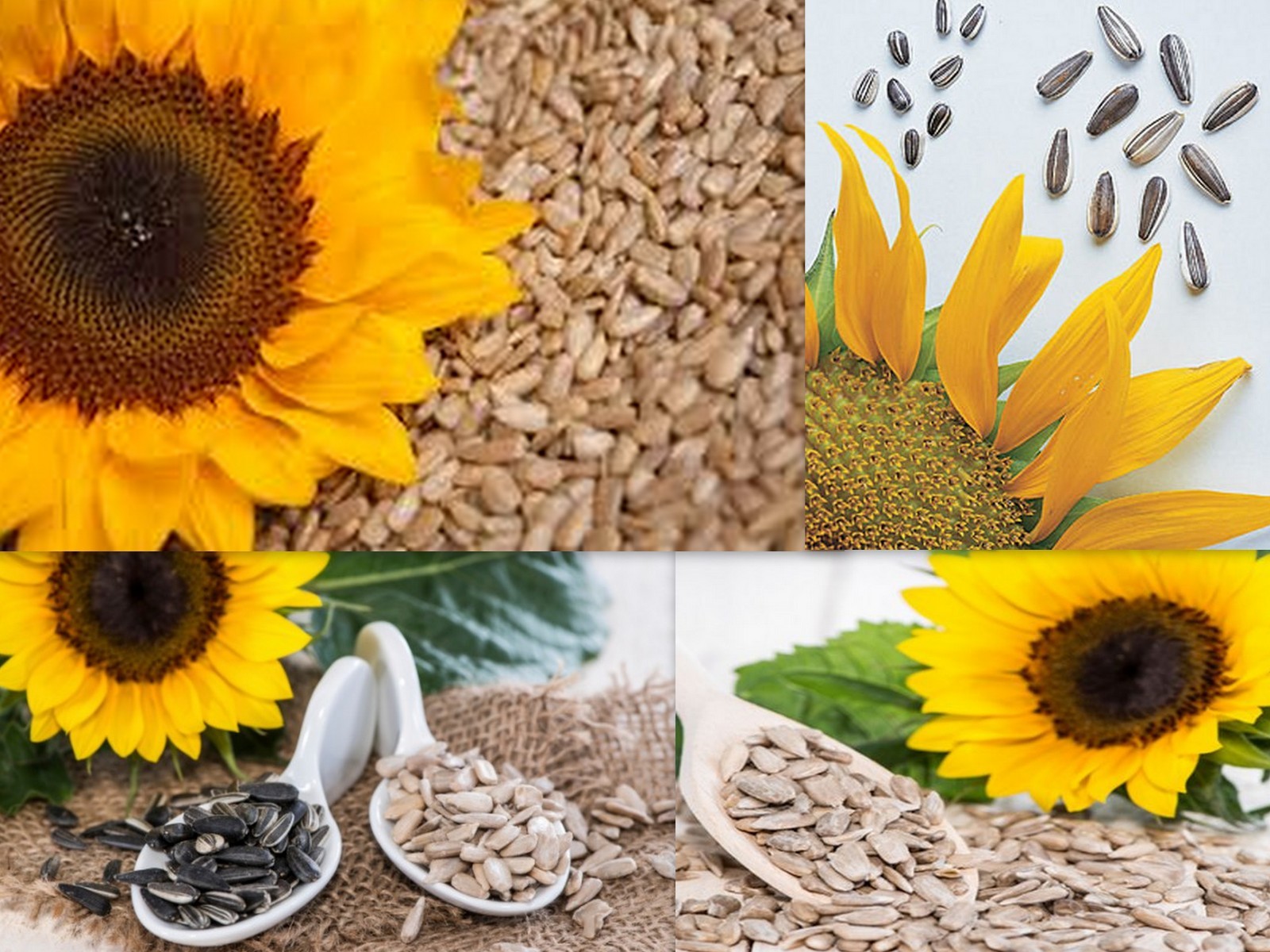 SUPER SNACK MIX SUNFLOWER SEEDS 4 YOUR GARDEN / GROWN SPECIFICALLY 4 HUGE MEATS!