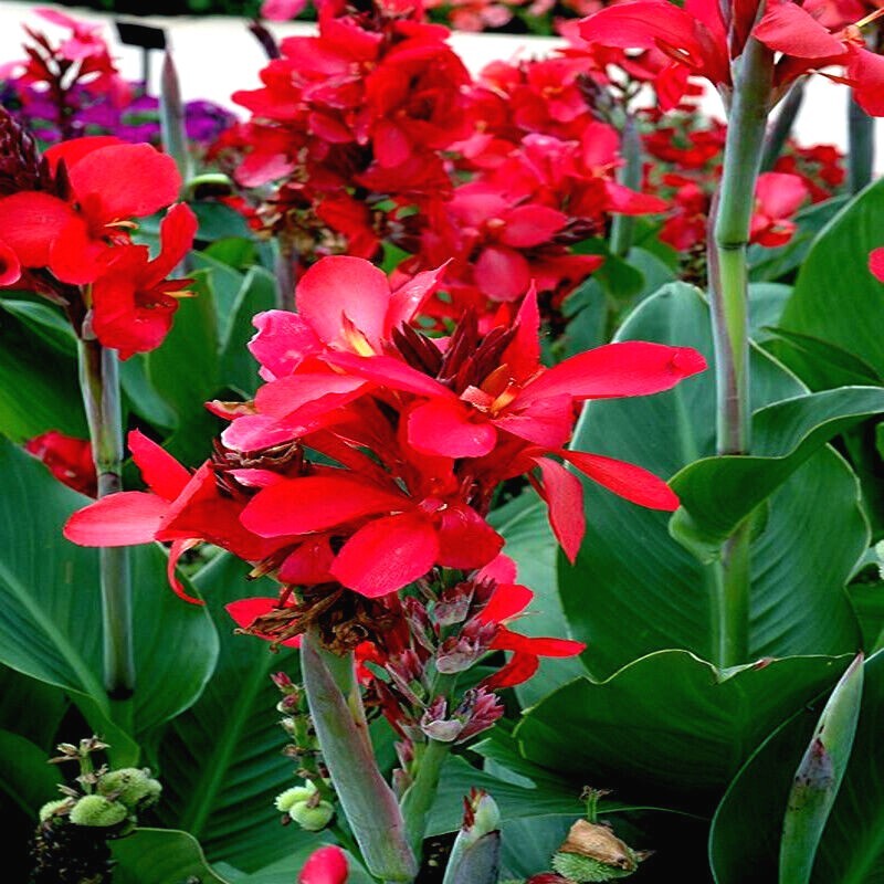 RED CANNA LILY INDICA SEEDS INDIAN SHOT Arrowroot Flowers Attracts Hummingbirds