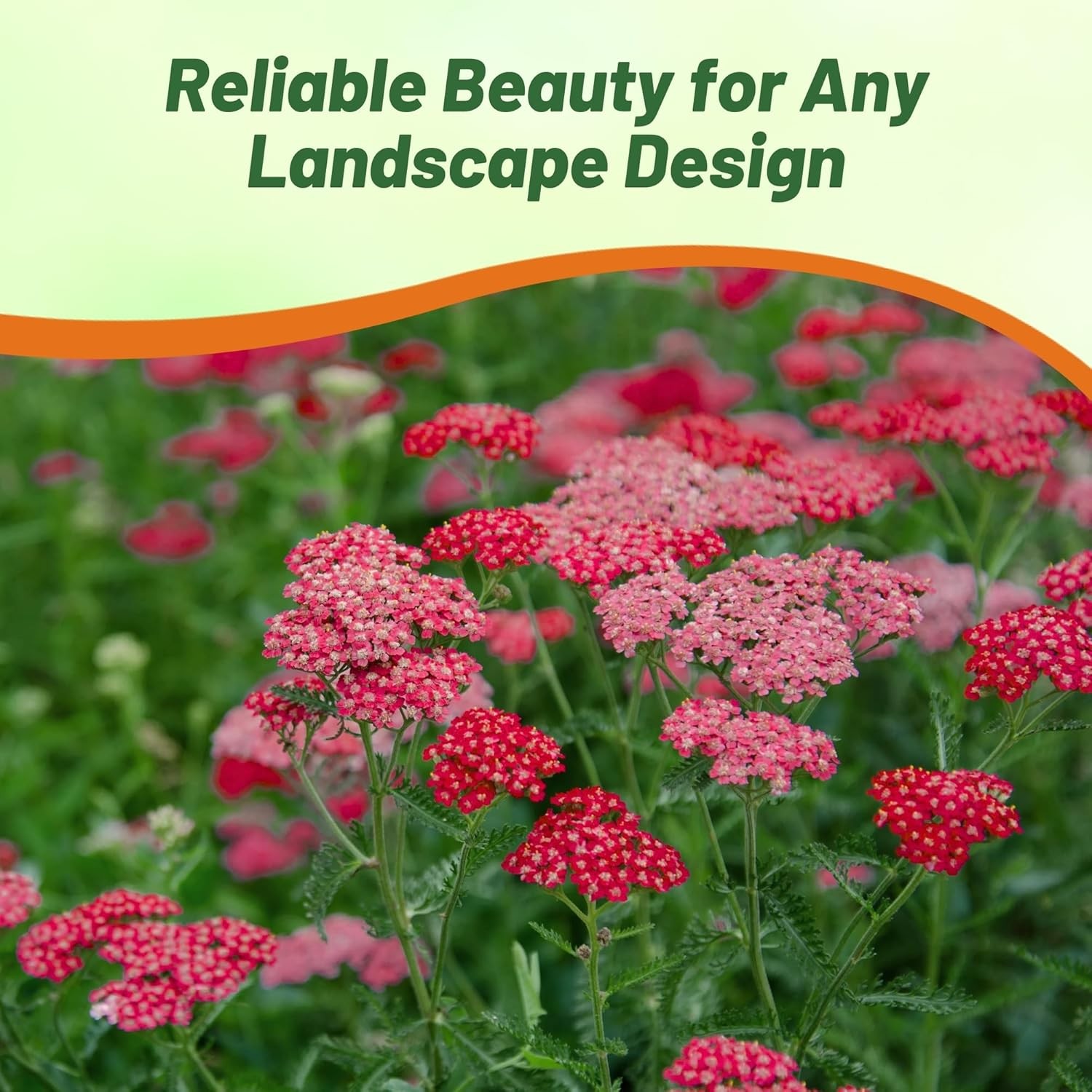 5000 Seeds Achillea Cerise Queen Drought Resistant Yarrow Garden Flower Plant