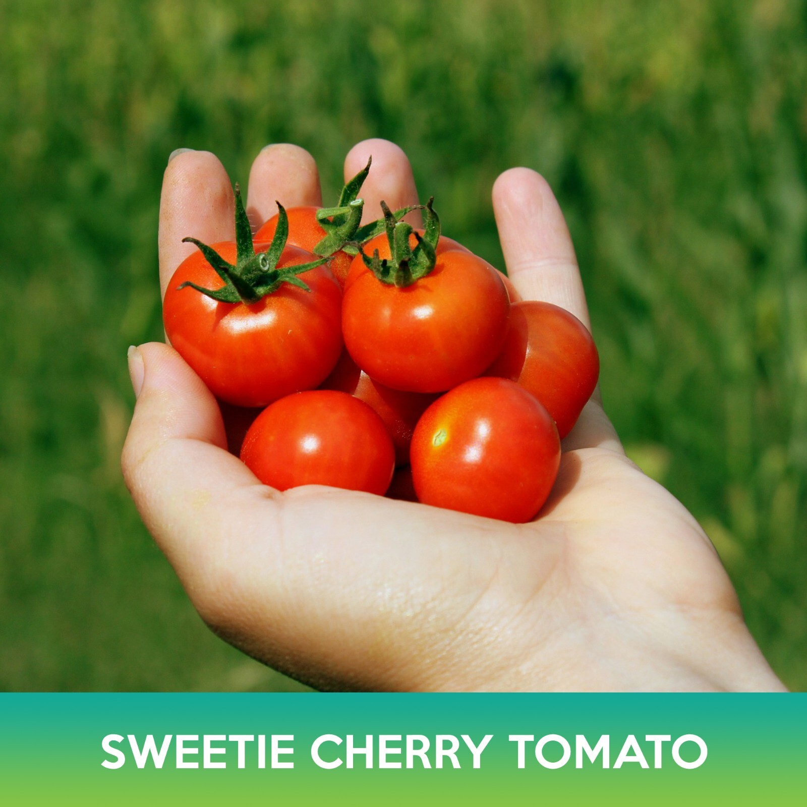 Cherry Sweetie Tomato Seed