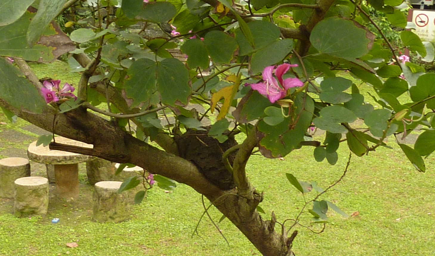 Purple Orchid Tree, Bauhinia Purpurea, Tree Seeds (Fast, Showy, Fragrant)