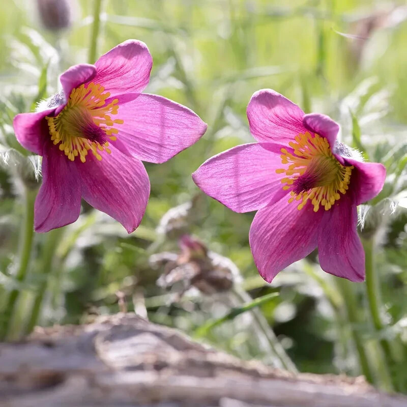 Perennial Rose Bells Pasque Flower Pink Pulsatilla Vulgaris Seeds 20 Seeds