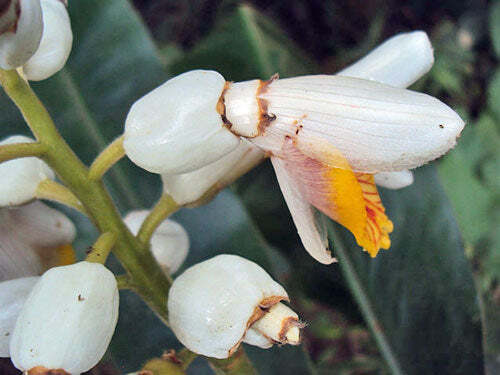 Alpinia malaccensis | Ornamental or Malacca Ginger | 5 Seeds