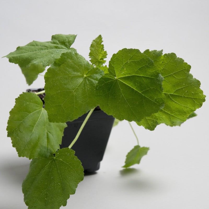 Marshmallow Plant althaea officinalis herb garden medicinal perennials Fast Ship