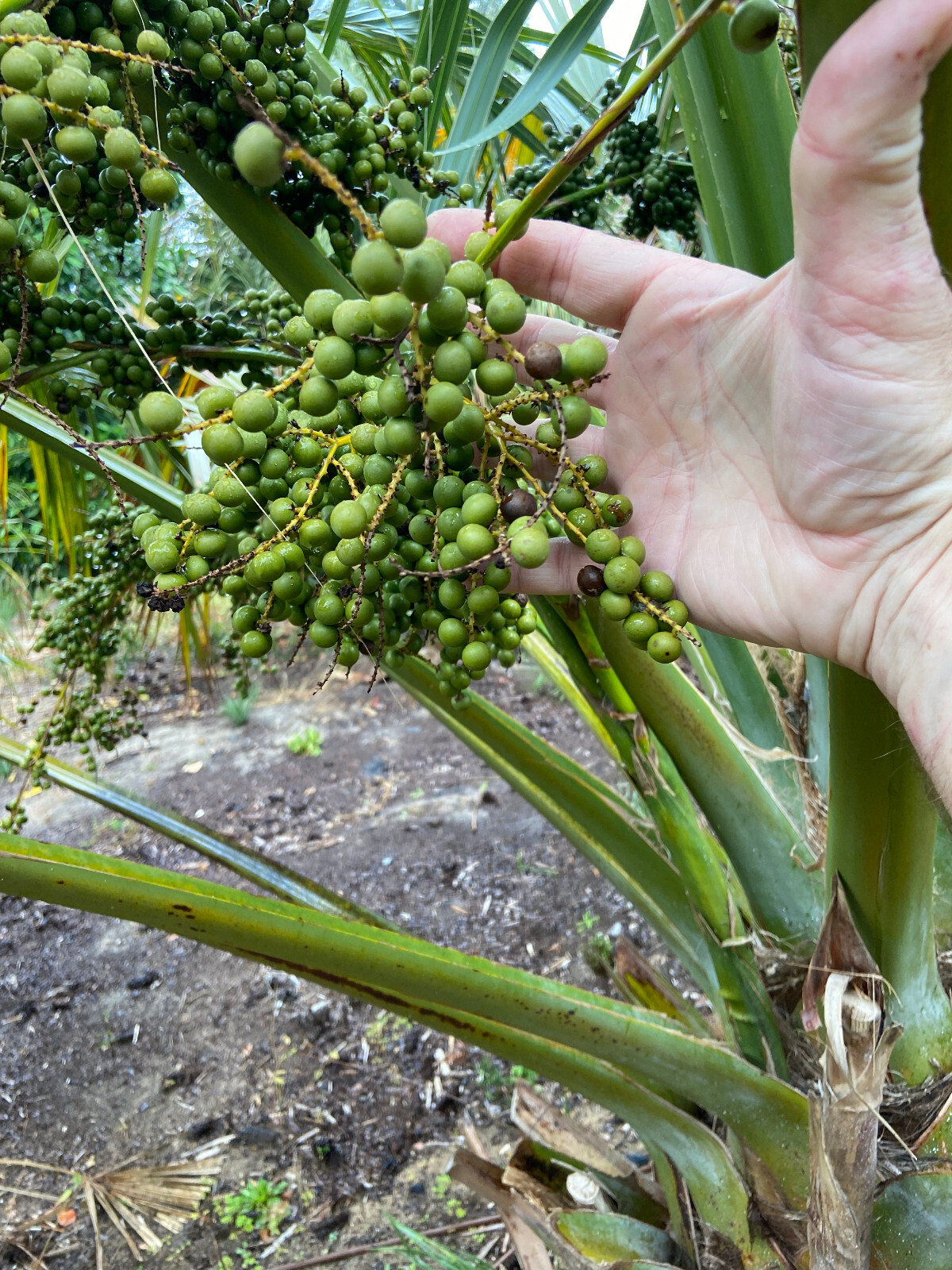 Sabal uresana (Green Form) Seeds! Rarely Offered, Cold-Hardy LARGE Palm!!!