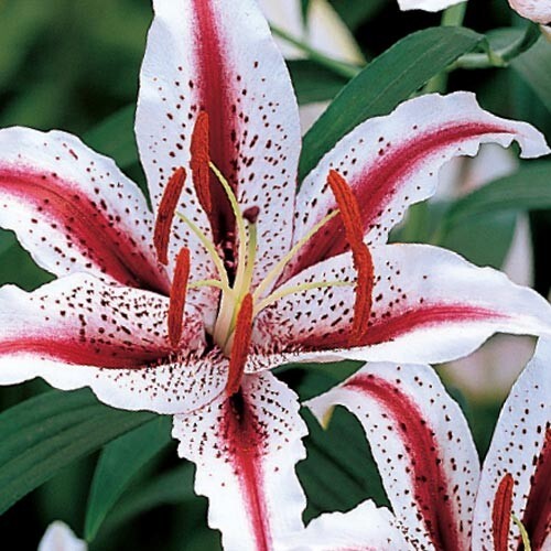 1 Bulb – ORIENTAL LILY DIZZY Perennial Flower ” SPRING SHIPPING ” US Seller