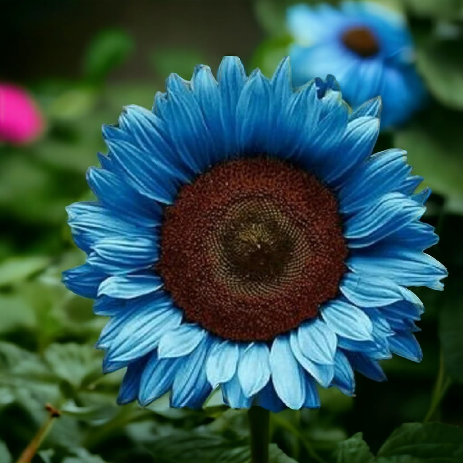 100 Pack Sunflower Seeds Mixed Varieties,Rare Colors – Red, Purple, Blue, Black-