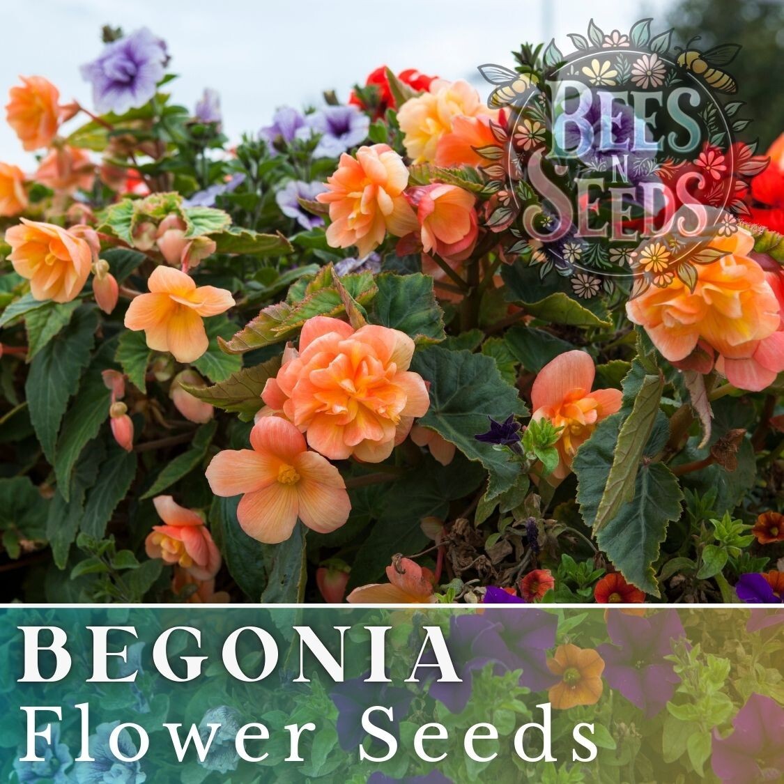 Sunset Embers Begonia Seeds 45 or 125 Seeds Flower, Flower Seeds