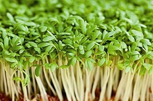 12 oz Cress