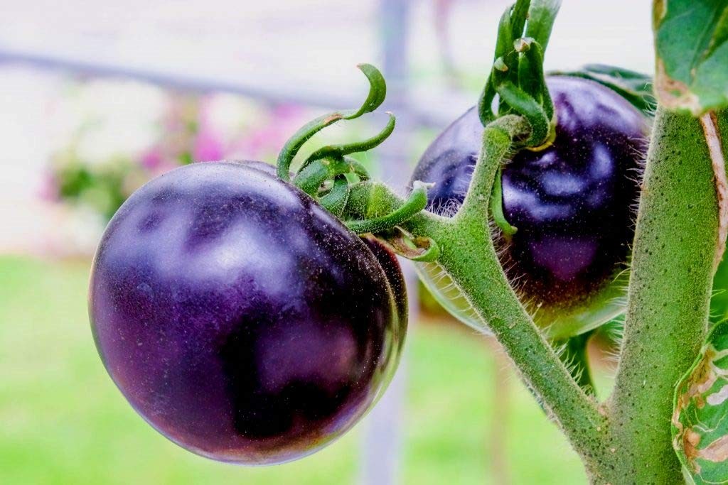 Purple Tomato Seeds 30+ Seeds 6-7oz Indeterminate – 100 Days to Ripen