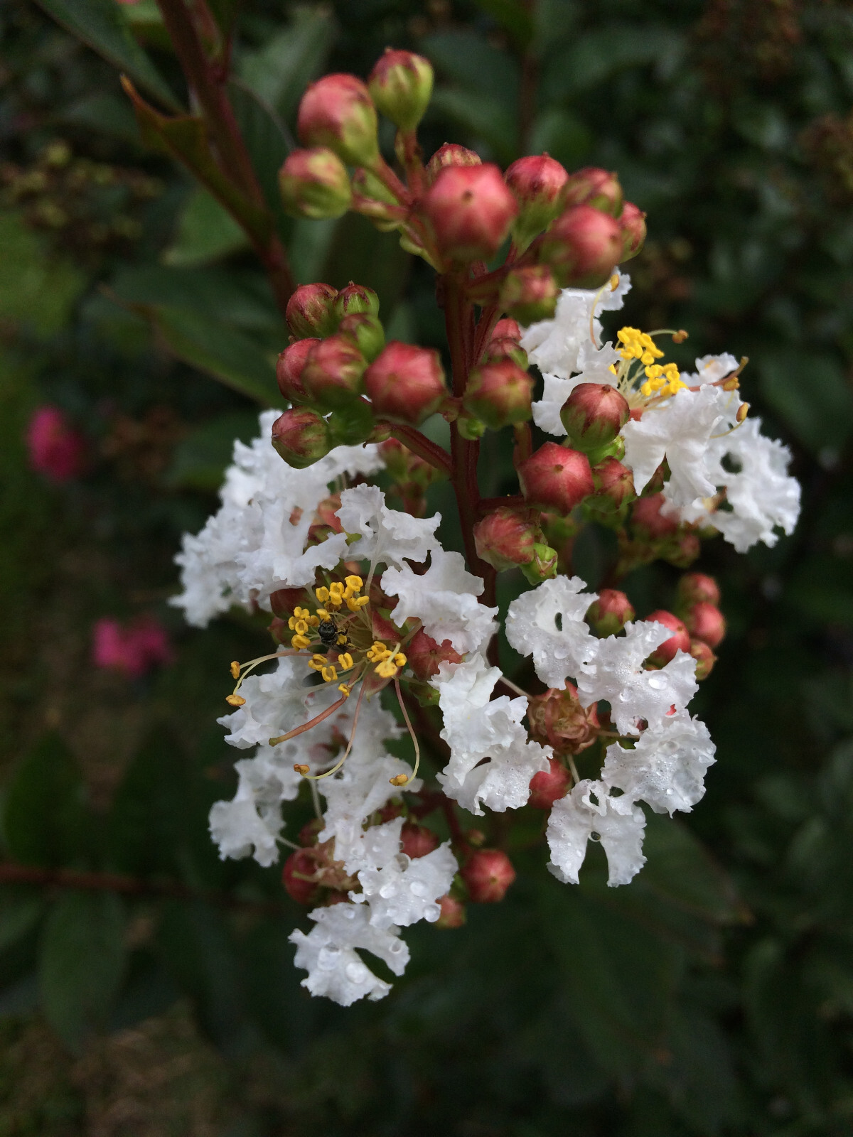 Lagerstroemia Crape Myrtle | White Chocolate | 10 seeds