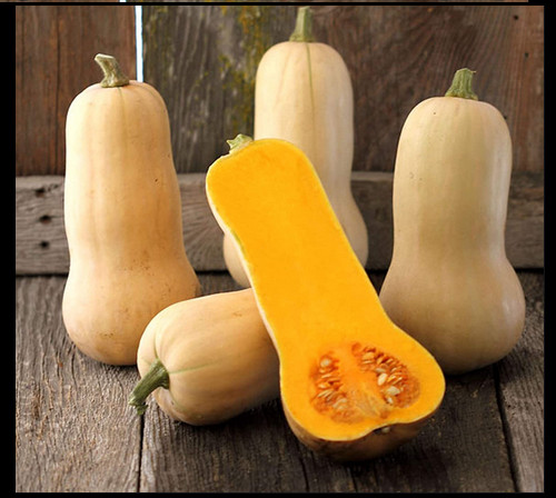 Waltham Butternut Winter Squash 15 – 200 SEEDS Heirloom Classic Favorite Summer