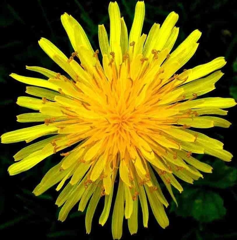 1000+ DANDELION SEEDS AUTUMN MICROGREENS SALADS HERB ORGANIC PERENNIAL NON-GMO