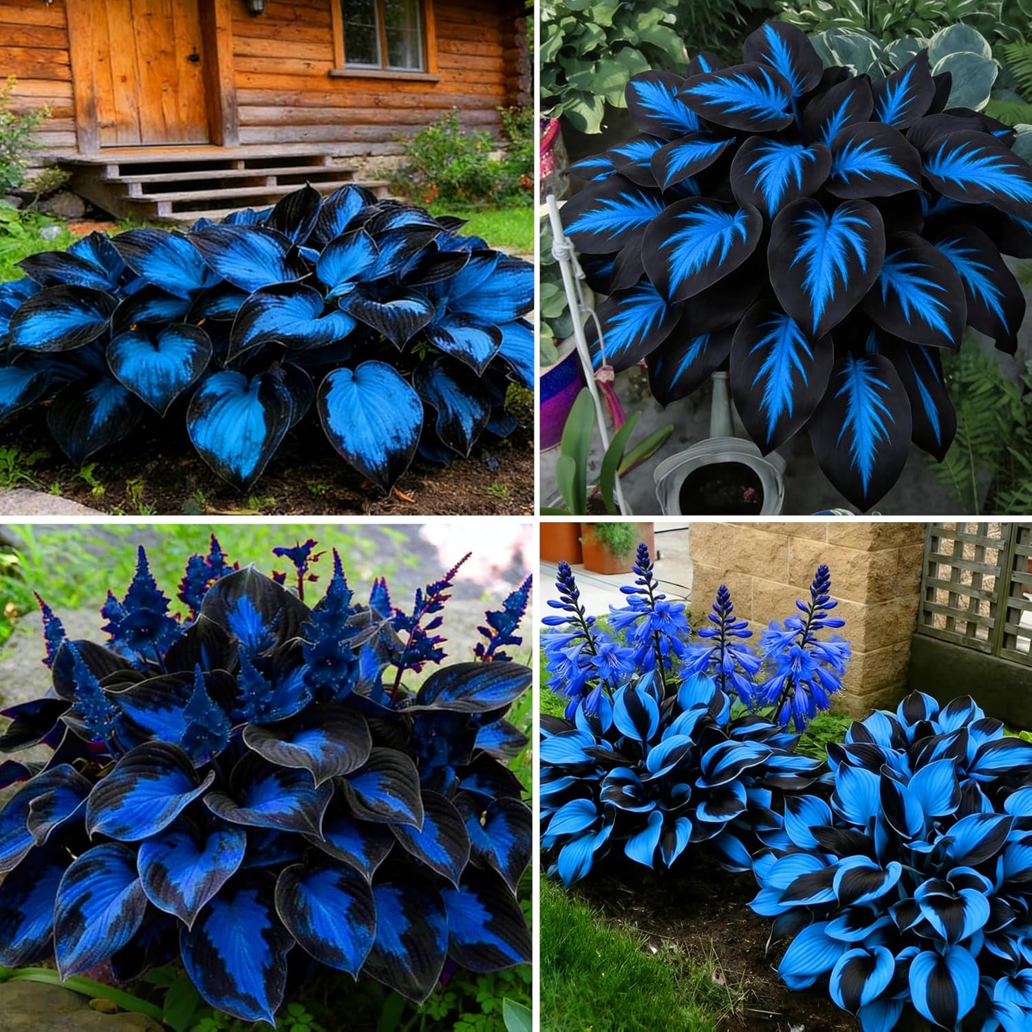 Hosta Seeds for Planting, 290+Pcs Rare Perennial Hosta Flower Seeds Plants, Non-
