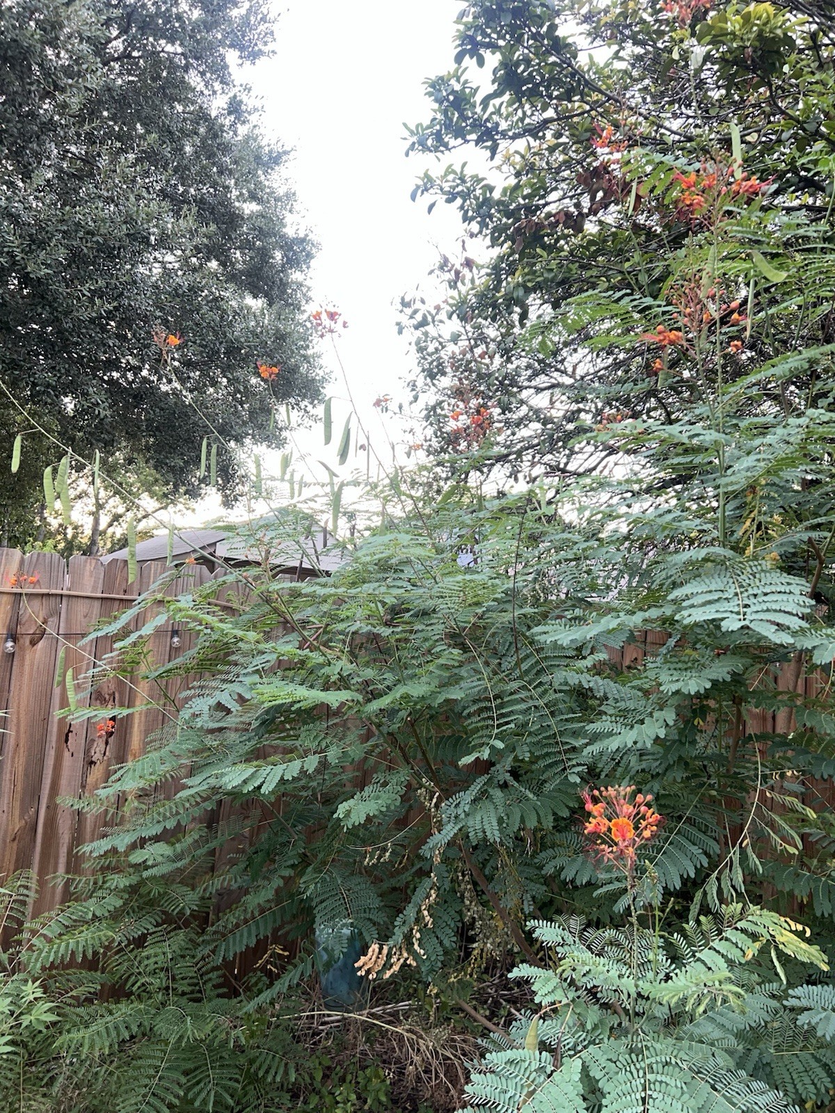 Pride of Barbados Mexican Bird of Paradise Seeds. 12 Seeds.