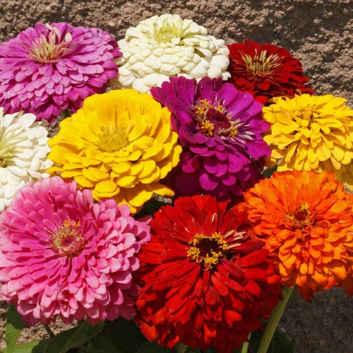 1/4 Lb Dahlia Flowered Mixed Zinnia Wildflower Seeds – Everwilde Farms Mylar