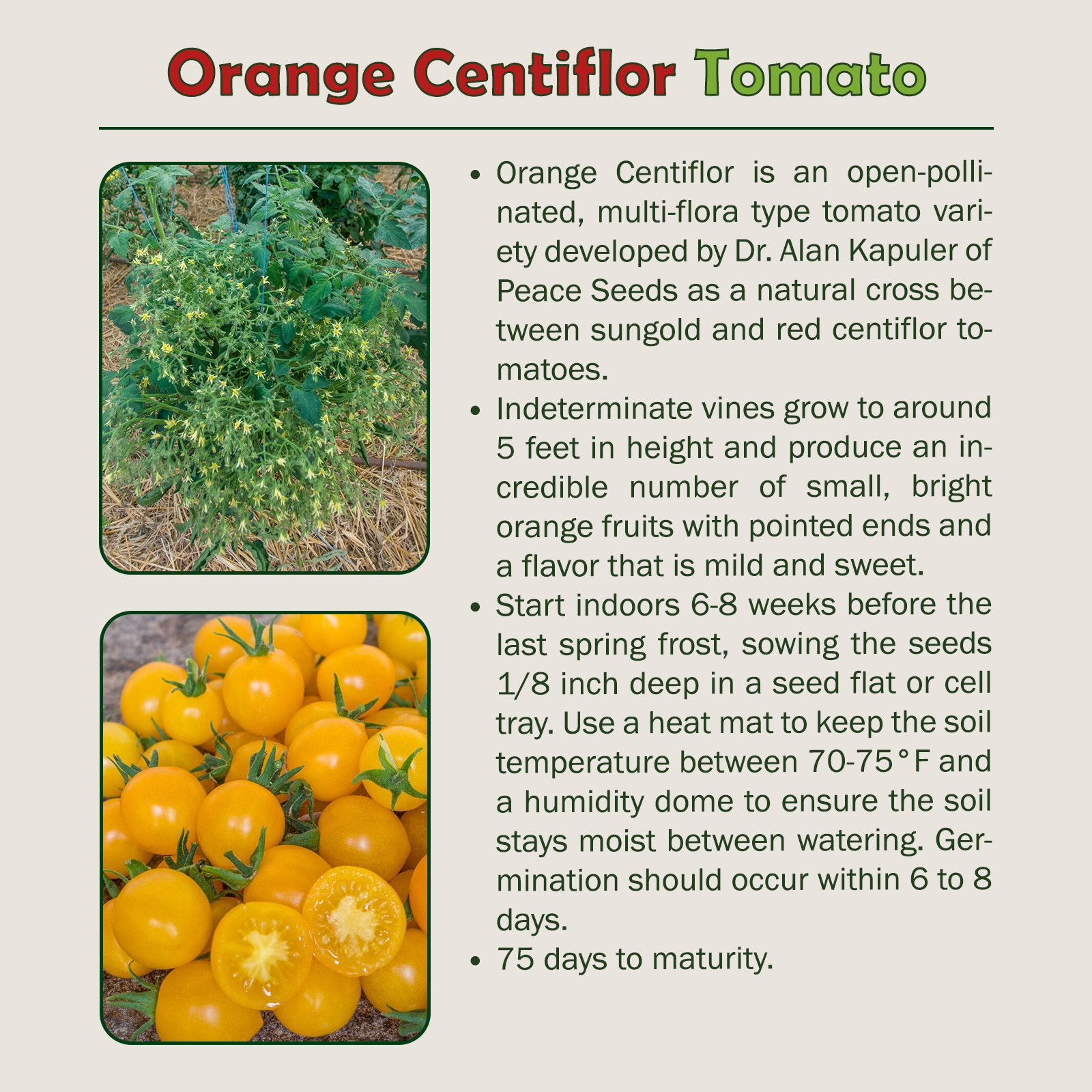 10 Orange Centiflor Tomato Seeds, Multi-flora, Organic, Non-GMO, Genuine USA
