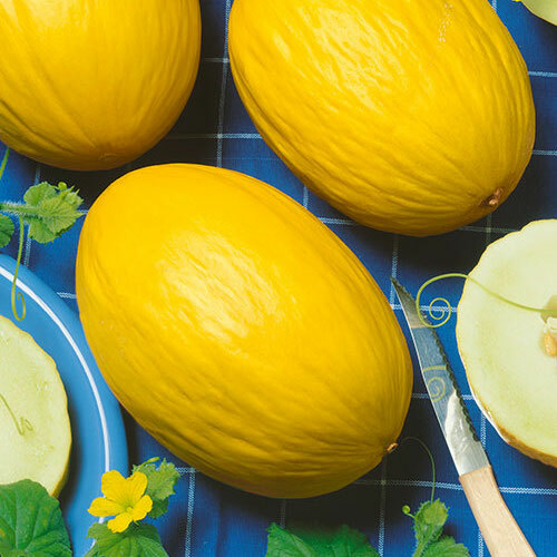 “BEST ON EBAY” 50 ORGANIC CANARY GOLDEN MELON SEEDS FRESH HARVEST IN 2020, BIG