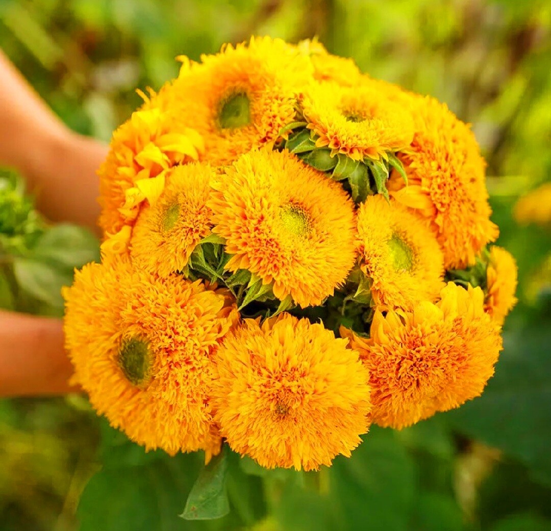 40 Seeds Colorful Sunflower Multi-head dense Sunflower seeds Non-GMO Individual