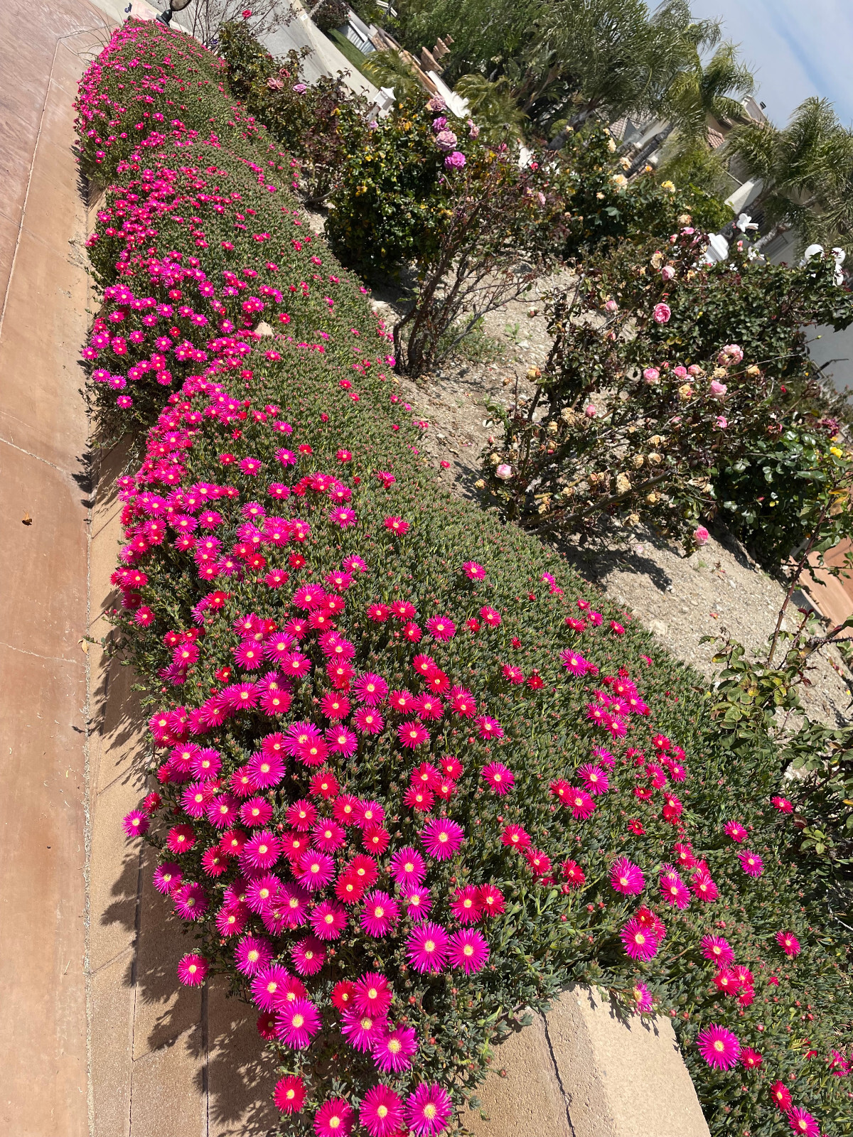 Multi Color DELOSPERMA ICE PLANT Flower cutting 10