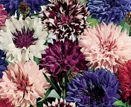 100+ Bachelor Button Seeds, Tall Double Mix Cornflower, Non-GMO, Fresh 2026 🇺🇸