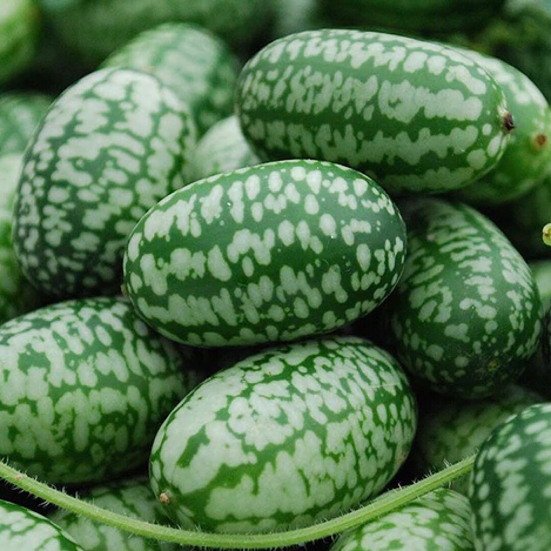 15+ Cucamelon Seeds, Mouse Melon – Melothria Scabra Mexican Sour Gherkin Non GMO