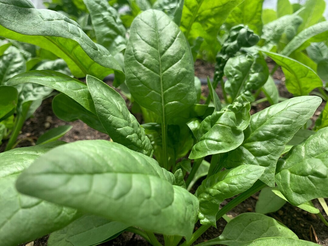 Premium Bloomsdale Spinach -50+ Fresh Organic Heirloom Seeds – #7