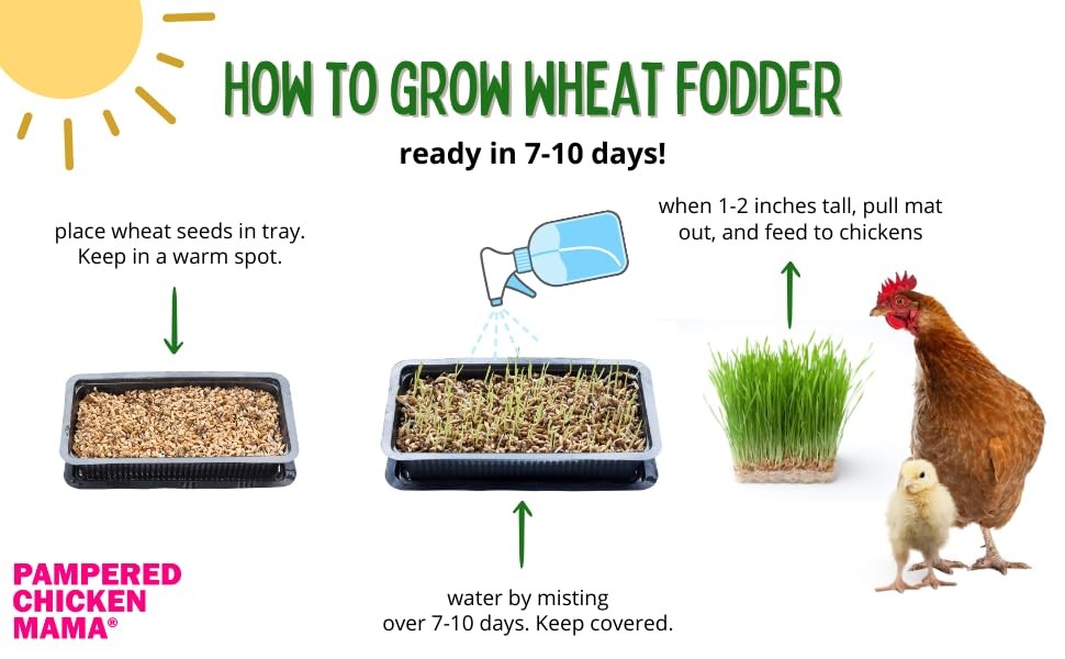 Non-GMO Fodder Seeds for Chickens (3 pounds), Pasture Grass Seed, Wheat Grass…