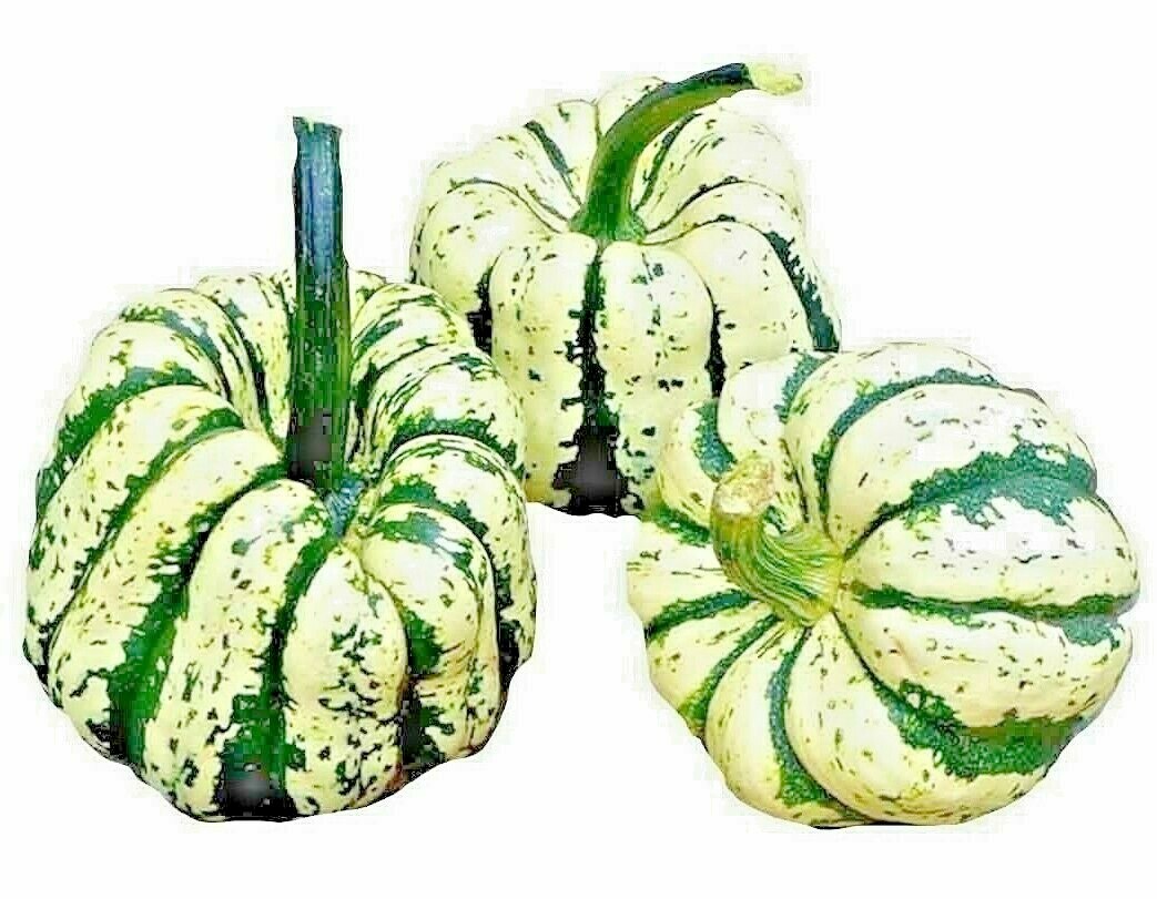 SWEET SQUASH SPRING VEGETABLE TASTY 20 SEEDS PUMPKIN TASTY HEIRLOOM NON-GMO USA