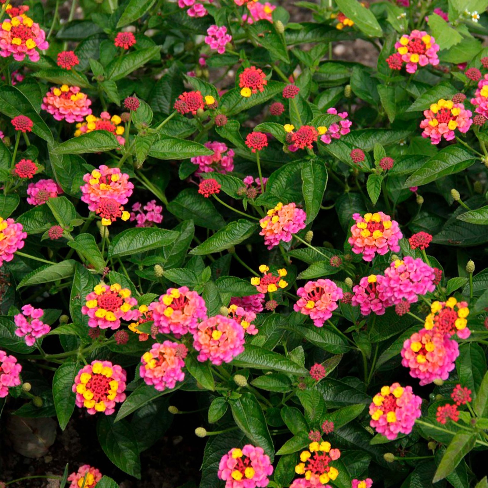 Irene Lantana in 2.5” Nursery Cubes (Lantana camara ‘Irene’) | Flowering Plants