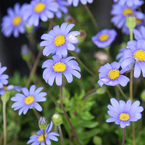 200+ Blue Marguerite Daisy Seeds for Garden Planting – USA – FAST SHIPPING!