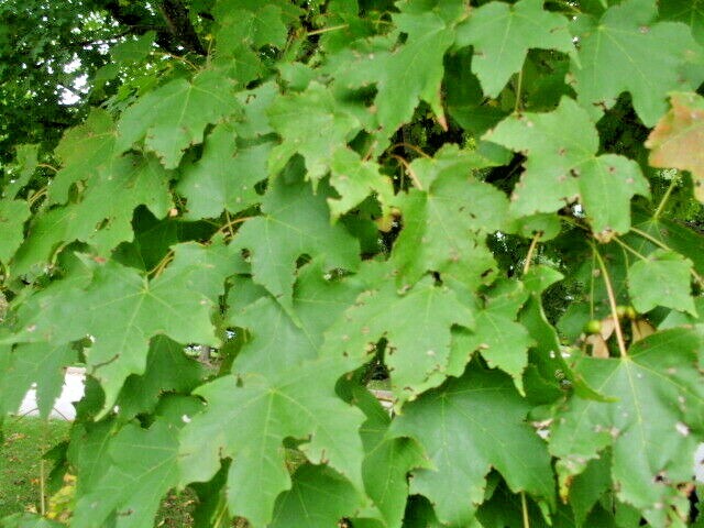 15 GREEN MOUNTAIN SUGAR MAPLE SEEDS -Acer saccharum ‘Green Mountain’