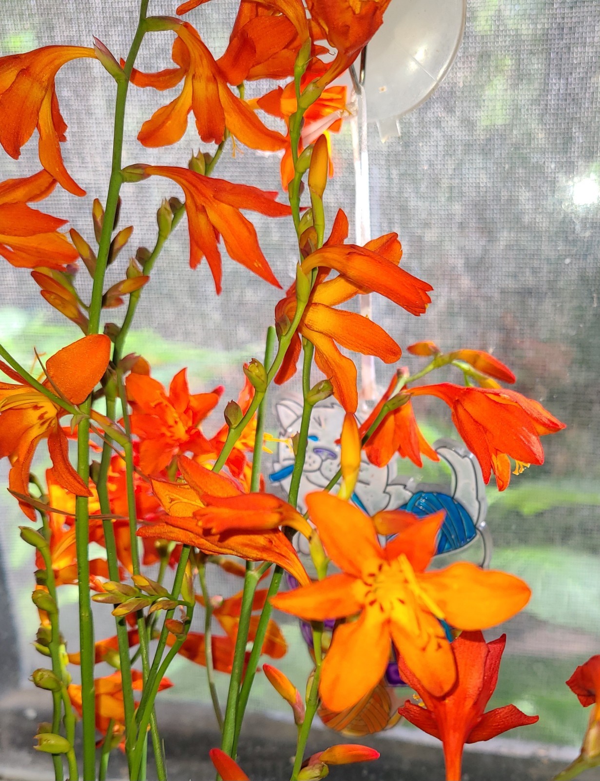 20 Crocosmia Bulbs/Plants With Green Tops. Orange with Yellow FLOWERS Organic