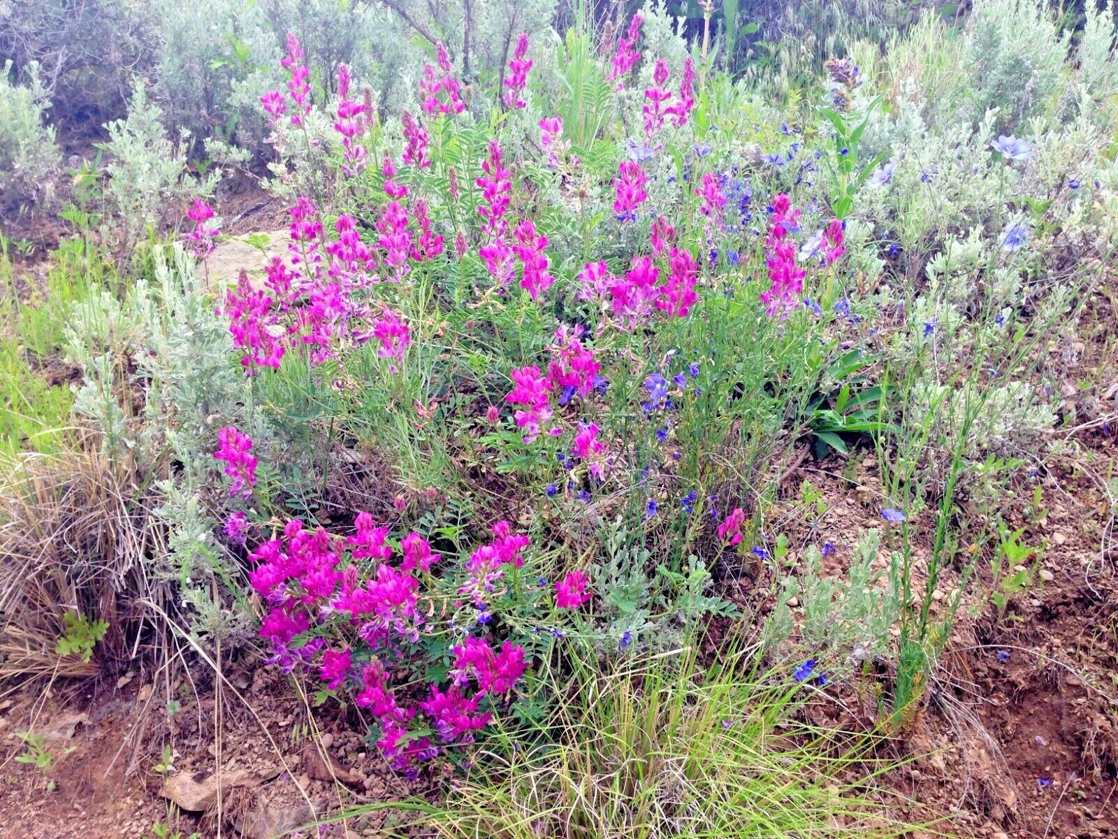 51+UTAH Northern SWEETVETCH Seeds Native Wildflower Drought Heat Cold Poor Soils