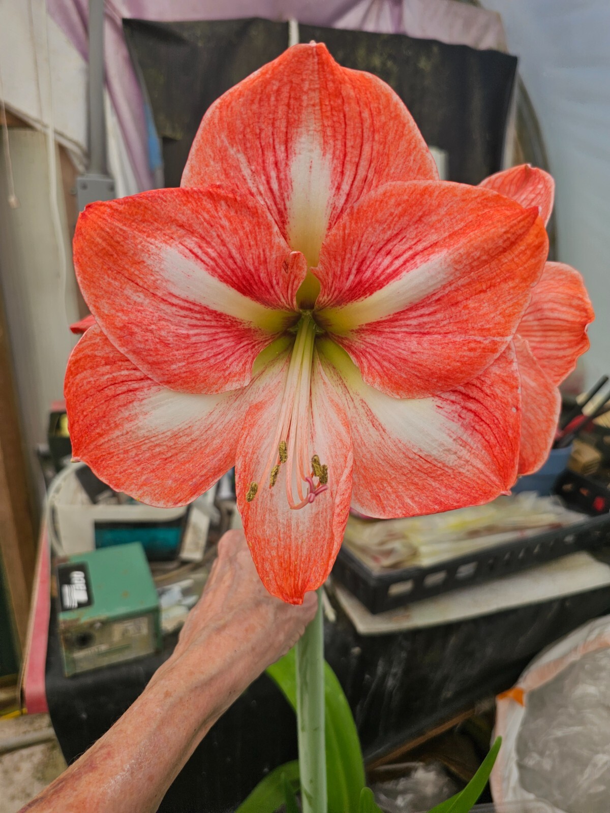 Amaryllis – Hippeastrum- Faro Classic seed grown bulb 2020 Fresh Dug Ups