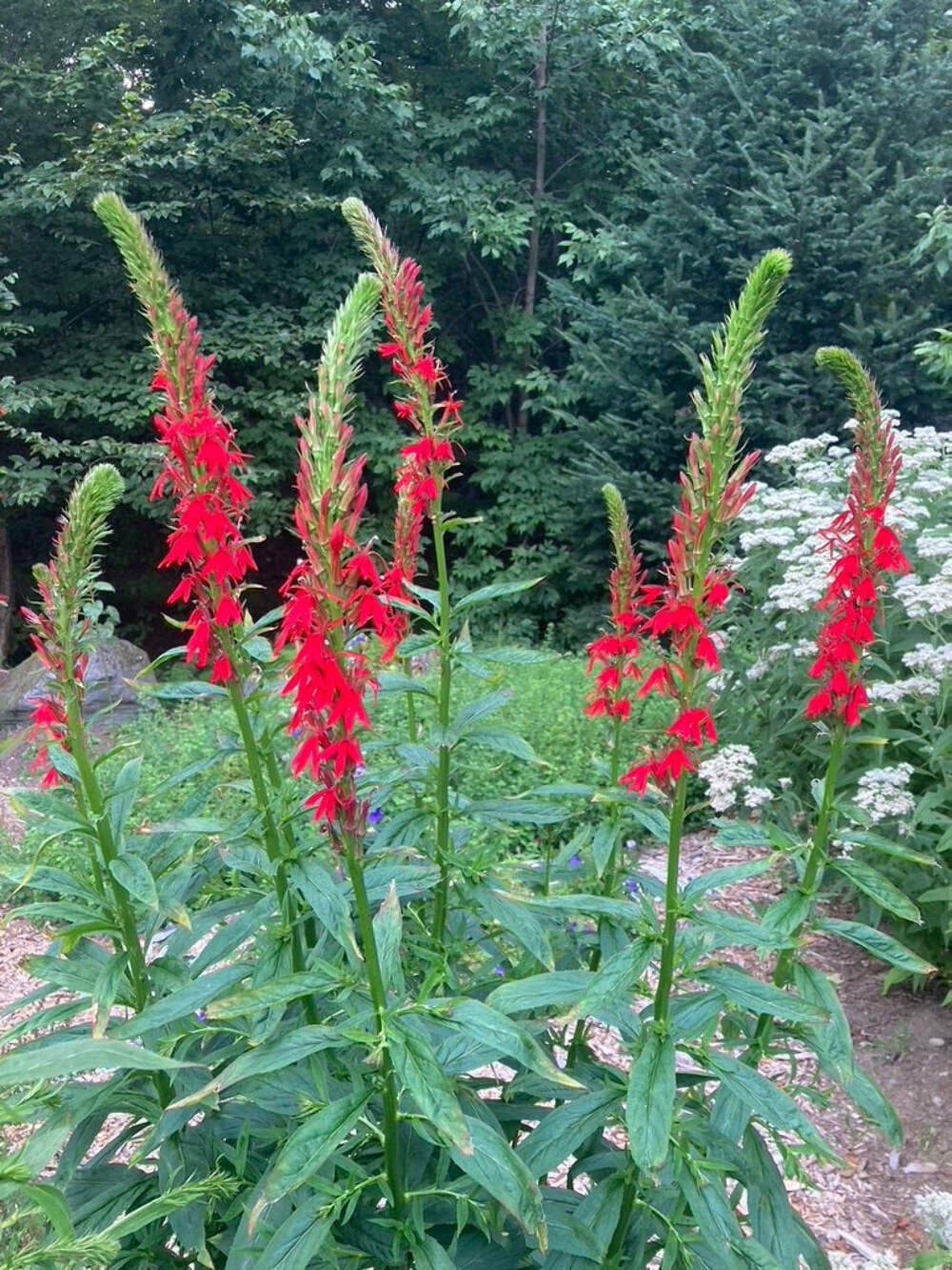 Cardinal Flower Seeds (Lobelia cardinalis) ~Native Wildflower Pollinator Garden
