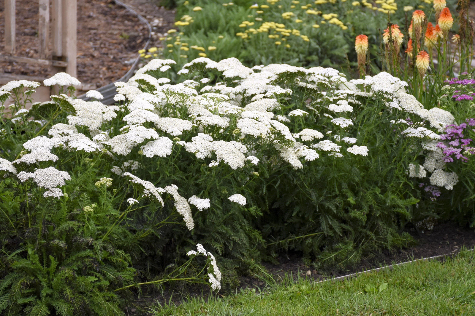 White Yarrow Seeds | Achillea Millefolium Milfoil Flower Seed 2024 Fast Shipping