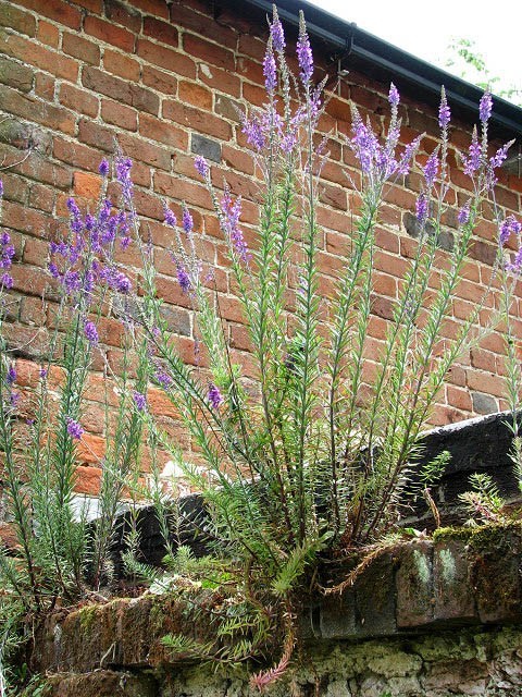 purple toadflax 200 seeds EZ to grow perennial flower, linaria purpurea