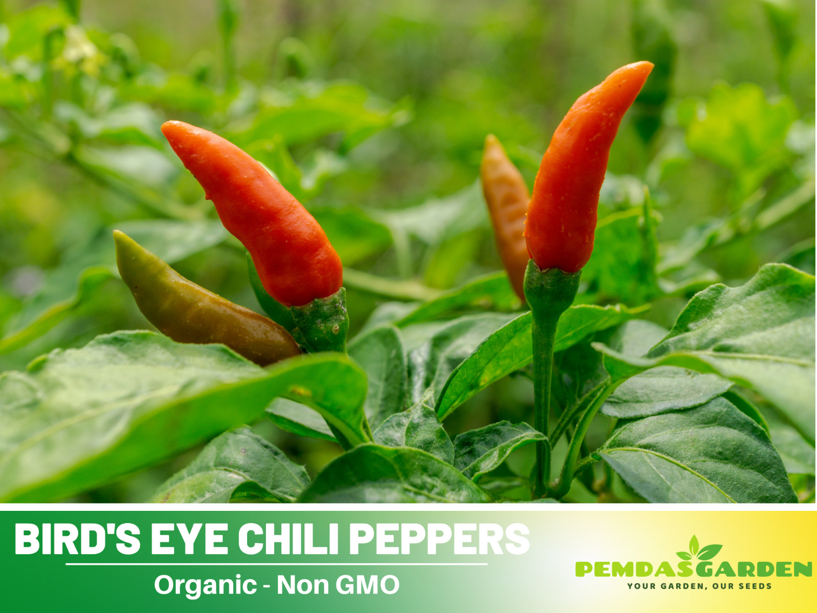 35 Seeds| Bird’s Eye Chili Peppers (Thai) Seeds#6039