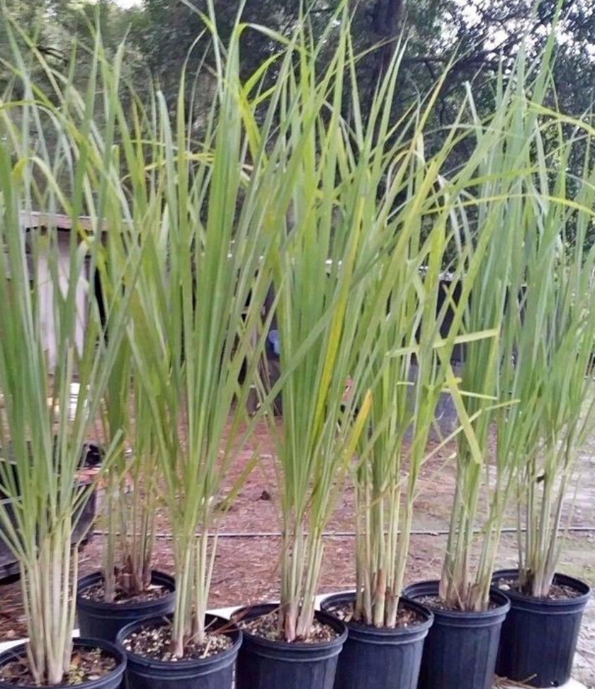 200+ SEEDS-Lemon Grass Seeds I Non-GMO I Buy2Get1FREE